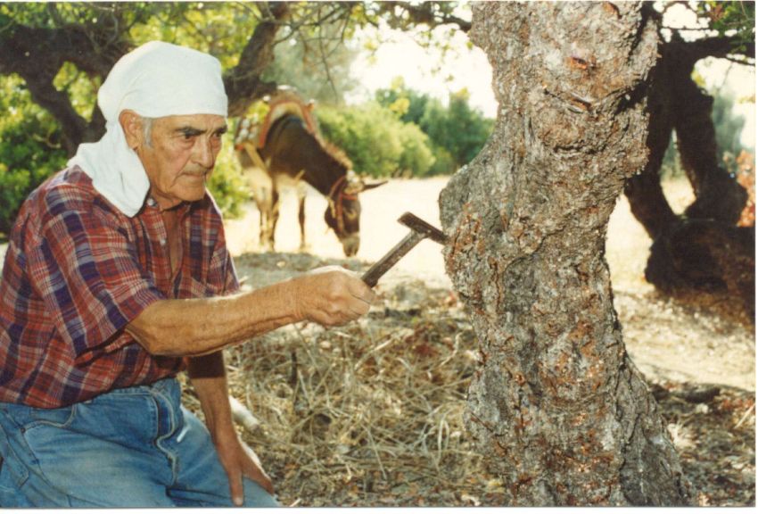 Farmář z ostrova Chios u stromku mastichy. masticha pěstování